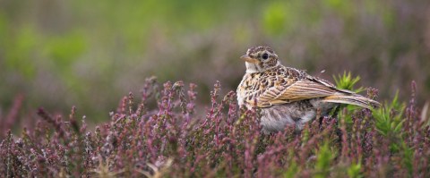 skylark at rainham marshes - RSPB