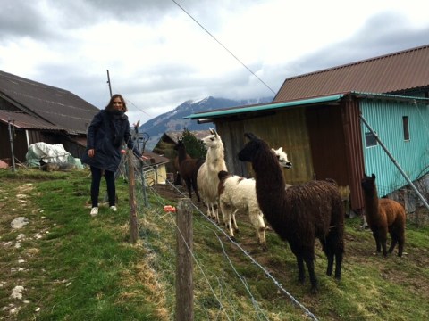 me and the llamas,  Buelen, Switzerland - filter
